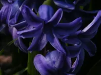 purple hys in macro.webp