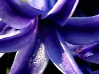 purple hys in super macro.webp
