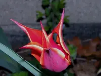 my firecracker tulip.webp