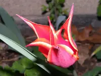super macro tulip.webp