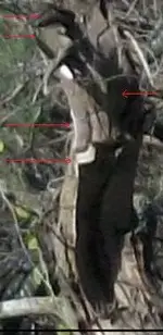 ghost_4ddfd.webp