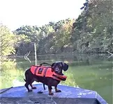 dog on river 01-07-27.webp