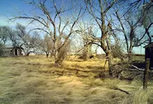 backyard.webp