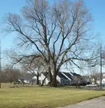 old tree.webp