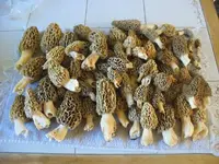 IMG_8624_1_1.webp