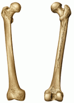 femur.gif