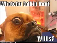 funny-dog-pictures-dog-asks-you-wha.webp