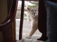 prescott kitty cat.webp