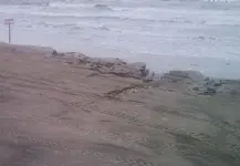 Galveston Cuts In Sand 5-15-10 003.webp
