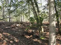 Site29b.webp