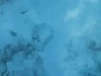NH_diver_370x278.webp