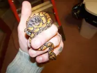 Owen & Cara\'s snakes 002.webp