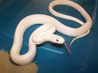 Owen & Cara\'s snakes 017.webp