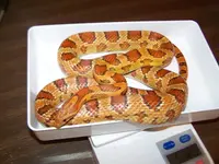 Owen & Cara\'s snakes 028.webp