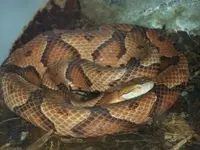 copperhead.webp
