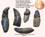 whale teeth miocene.webp