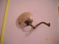 DSCN0211.webp