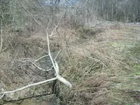 spring1.webp