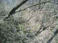 spring2.webp