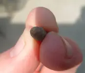 bullet3.webp