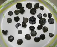 DSCN0541.webp