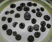 DSCN0542.webp