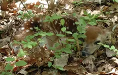fawn1.webp