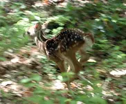 fawngone.webp