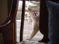 prescott kitty cat.webp
