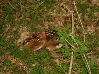 deer in woods.webp