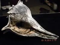 Conch 1.webp