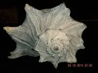 Conch 2.webp