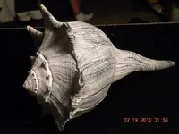 Conch 3.webp