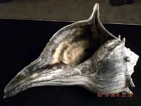 Conch 4.webp