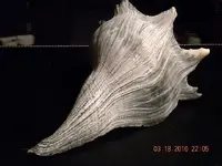 Conch 5.webp