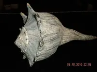 Conch 6.webp