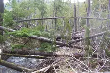 find a log to cross on 6.webp