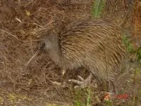 stewart island pics 034.webp
