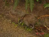 stewart island pics 032.webp