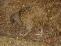 stewart island pics 036.webp