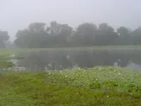 A walk In The Morning Dew 001.webp