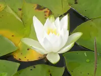 A walk In The Morning Dew 002.webp