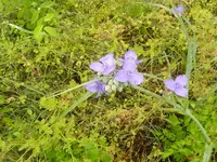 A walk In The Morning Dew 003.webp