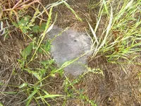 A walk In The Morning Dew 004.webp