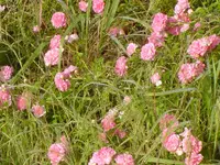 A walk In The Morning Dew 006.webp
