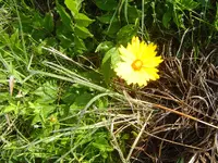 A walk In The Morning Dew 008.webp