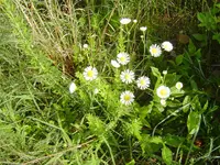 A walk In The Morning Dew 009.webp