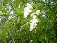 A walk In The Morning Dew 011.webp