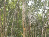 A walk In The Morning Dew 012.webp