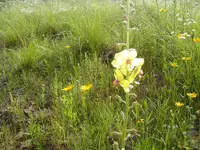 A walk In The Morning Dew 013.webp